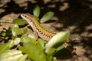 Italian wall lizard or ruin lizard (Podarcis siculus) in Tuscany, reptile, macro, siculus, nature, podarcis, vertebrate, ruin, wild, lizard, sunshine, mediterranean, wall, pattern, small, italian, green, eye, tuscany, scales, skin, italy, wildlife, close-up, europe, animal, brown