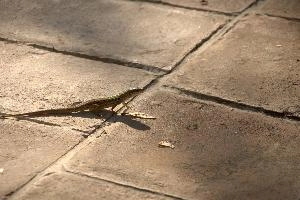 Italian wall lizard or ruin lizard (Podarcis siculus) in Tuscany, mediterranean, europe, italy
