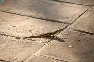 Italian wall lizard or ruin lizard (Podarcis siculus) in Tuscany, mediterranean, europe, italy