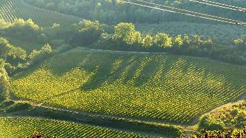 Evening light on Tuscan vineyards in Polveretor, Florence, light, sunset, evening, dusk, landscape, vines, vineyard, shadow, polvereto, rows, florence, rustic, tuscany, green, mediterranean, rural, europe, scenic, italy, outdoors, warm