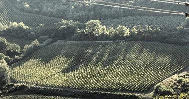 Evening light on vines in Polvereto, Montespertoli, Florence, light, sunset, evening, dusk, landscape, vines, vineyard, shadow, polvereto, rows, florence, rustic, tuscany, green, mediterranean, rural, europe, scenic, italy, outdoors, warm