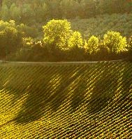 Evening light on vineyard in Polvereto, Tuscany, light, sunset, evening, dusk, landscape, vines, vineyard, shadow, polvereto, rows, florence, rustic, tuscany, green, mediterranean, rural, europe, scenic, italy, outdoors, warm