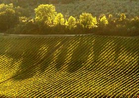 Evening light on vineyard, Polvereto, Tuscany, light, sunset, evening, dusk, landscape, vines, vineyard, shadow, polvereto, rows, florence, rustic, tuscany, green, mediterranean, rural, europe, scenic, italy, outdoors, warm