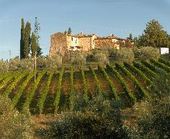 Farmstead with vineyard in Polvereto, Florence, Tuscany, landscape, vineyard, house, rustic, village, cypresses, polvereto, green, mediterranean, rural, europe, scenic, florence, outdoors, tuscany, light, italy, evening