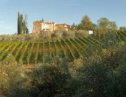 Farmstead with vineyard in Polvereto, Florence, Tuscany, landscape, vineyard, house, rustic, village, cypresses, polvereto, green, mediterranean, rural, europe, scenic, florence, outdoors, tuscany, light, italy, evening