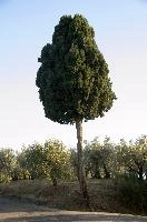 Cypress and olives in Polvereto, Tuscany, mediterranean, europe, italy