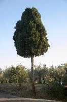Cypress and olives in Polvereto, Tuscany, mediterranean, europe, italy