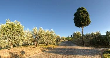 Lone Cypress and olives by country lane in Povereto, Tuscany, mediterranean, europe, italy