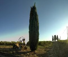 Cypress and iron signs in the countryside of Povereto, Florence in Tuscany, mediterranean, europe, florence, tuscany, italy