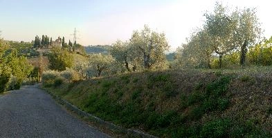 Country lane and olives in Polvereto, Florence in Tuscany, mediterranean, europe, florence, tuscany, italy