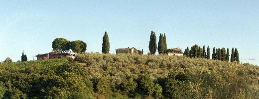 Cypresses on skyline in Montespertoli, Florence in Tuscany, mediterranean, europe, florence, tuscany, italy