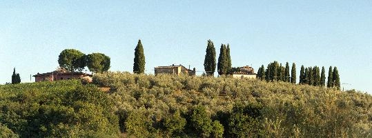 Cypresses on skyline in Montespertoli, Florence in Tuscany, mediterranean, europe, florence, tuscany, italy