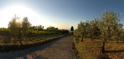 Country lane lined with olives leading to an isolated Cypress in Polvereto, Florence, Tuscany, mediterranean, europe, florence, tuscany, italy