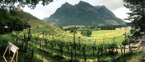 Liechtenstein, vaduz, summer, mountains, alps, field, schloss, balzers, switzerland, agriculture, europe, gutenberg, liechtenstein, vines, alpine, vineyard, scenery, greem