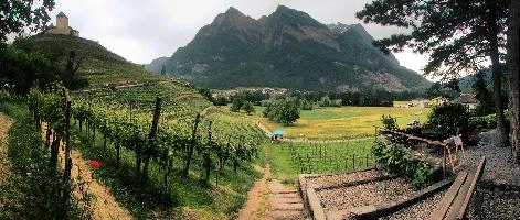 Liechtenstein, vaduz, summer, mountains, alps, field, schloss, balzers, switzerland, agriculture, europe, gutenberg, liechtenstein, vines, alpine, vineyard, scenery, greem