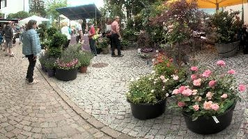 Flower Market in Liechtenstein, vaduz, summer, market, flower, gutenberg, plants, schloss, switzerland, garden, europe, sal, liechtenstein, square, display, balzers, castle, cobbled