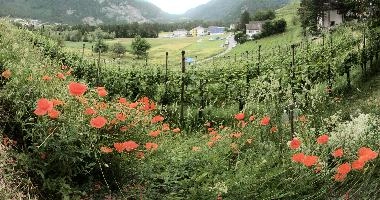 Liechtenstein, vaduz, summer, mountains, alps, field, gutenberg, balzers, switzerland, agriculture, europe, poppies, liechtenstein, green, vines, wildflowers, red, flowers, alpine, vineyard, schloss, scenery, wild, flora