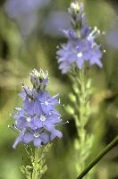 Speedwell, vaduz