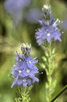 Speedwell, vaduz