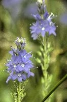 Speedwell, vaduz