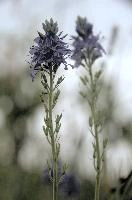 Speedwell, vaduz