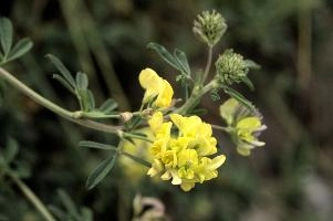 Vetch, vaduz