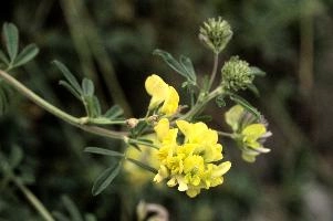Vetch, vaduz
