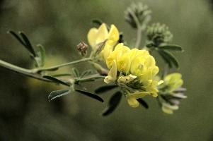 Vetch, vaduz