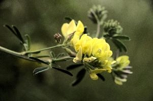 Vetch, vaduz