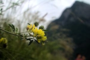 Mountain Vetch, vaduz