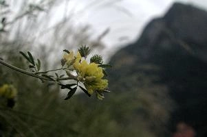 Vetch, vaduz