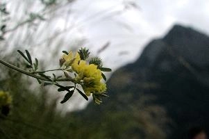 Vetch, vaduz
