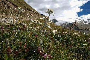 Edelweiss,  floral song of the alps in valais