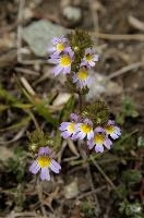 Euphrasia alpina,  alpine flower blooming near the stellisee in valais,  alpine flower of the orobanchaceae family