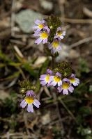 Euphrasia alpina,  alpine flower blooming near the stellisee in valais,  alpine flower of the orobanchaceae family