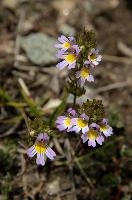 Euphrasia alpina,  alpine flower blooming near the stellisee in valais