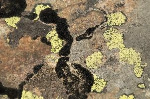 Lichen in Wallis, eggishorn, swiss, alps, valais, stone, rock, wallis, fungus, schweiz, hardy, lichen, plant, yellow, encrusting, switzerland, alpine, black, yellow, black