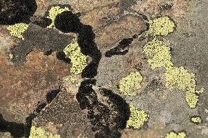 Lichen in Wallis, eggishorn, swiss, alps, valais, stone, rock, wallis, fungus, schweiz, hardy, lichen, plant, yellow, encrusting, switzerland, alpine, black, yellow, black, eggishorn, rough, brown, yellow, rock, wallis, hardy, schweiz, lichen, alpine, stone, black