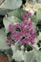 Alpine Flower,  alpine plantain growing near the stellisee in valais,  alpine plant of the asteraceae family in valais