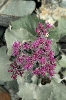 Alpine Flower,  alpine plantain growing near the stellisee in valais,  alpine plant of the asteraceae family in valais