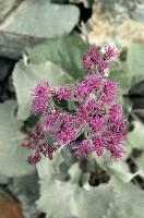 Alpine Flower,  alpine plantain growing near the stellisee in valais,  alpine plant of the asteraceae family in valais