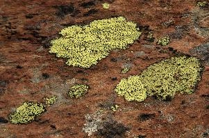 Lichen, lichen, alps, valais, black, mountains, red, wallis, switzerland, schweiz, high, stone, swiss, clinging, plants, primitive, alpine, yellow, hardy, colourful, rock, fungi, lichen, rocks, alps, black, rocks, red, wallis, harsh, schweiz, stone, alpine, mountains, yellow, blauherd, switzerland