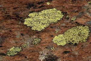 Lichen, lichen, alps, valais, black, mountains, red, wallis, switzerland, schweiz, high, stone, swiss, clinging, plants, primitive, alpine, yellow, hardy, colourful, rock, fungi, lichen, rocks, alps, black, rocks, red, wallis, harsh, schweiz, stone, alpine, mountains, yellow, blauherd, switzerland