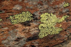 Lichen, lichen, alps, valais, black, mountains, red, wallis, switzerland, schweiz, high, stone, swiss, clinging, plants, primitive, alpine, yellow, hardy, colourful, rock, fungi