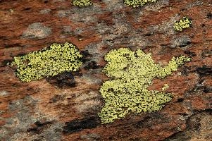Lichen, lichen, alps, valais, black, mountains, red, wallis, switzerland, schweiz, high, stone, swiss, clinging, plants, primitive, alpine, yellow, hardy, colourful, rock, fungi, lichen, rocks, alps, black, rocks, red, wallis, harsh, schweiz, stone, alpine, mountains, yellow, blauherd, switzerland