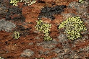 Lichen, lichen, alps, valais, black, mountains, red, wallis, switzerland, schweiz, high, stone, swiss, clinging, plants, primitive, alpine, yellow, hardy, colourful, rock, fungi, lichen, rocks, alps, black, rocks, red, wallis, harsh, schweiz, stone, alpine, mountains, yellow, blauherd, switzerland