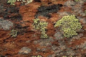 Lichen, lichen, alps, valais, black, mountains, red, wallis, switzerland, schweiz, high, stone, swiss, clinging, plants, primitive, alpine, yellow, hardy, colourful, rock, fungi, lichen, rocks, alps, black, rocks, red, wallis, harsh, schweiz, stone, alpine, mountains, yellow, blauherd, switzerland