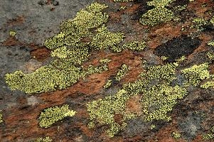 Lichen, lichen, alps, valais, black, mountains, red, wallis, switzerland, schweiz, high, stone, swiss, clinging, plants, primitive, alpine, yellow, hardy, colourful, rock, fungi, lichen, rocks, alps, black, rocks, red, wallis, harsh, schweiz, stone, alpine, mountains, yellow, blauherd, switzerland