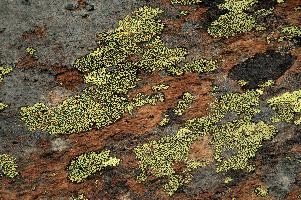 Lichen, lichen, alps, valais, black, mountains, red, wallis, switzerland, schweiz, high, stone, swiss, clinging, plants, primitive, alpine, yellow, hardy, colourful, rock, fungi
