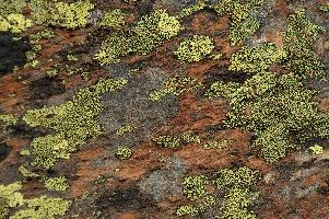 Lichen, lichen, alps, valais, black, mountains, red, wallis, switzerland, schweiz, high, stone, swiss, clinging, plants, primitive, alpine, yellow, hardy, colourful, rock, fungi, lichen, rocks, alps, black, rocks, red, wallis, harsh, schweiz, stone, alpine, mountains, yellow, blauherd, switzerland